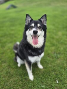 Pet Image